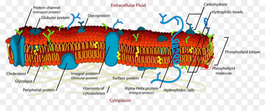 membrane biologique définition - membrane biologique composition