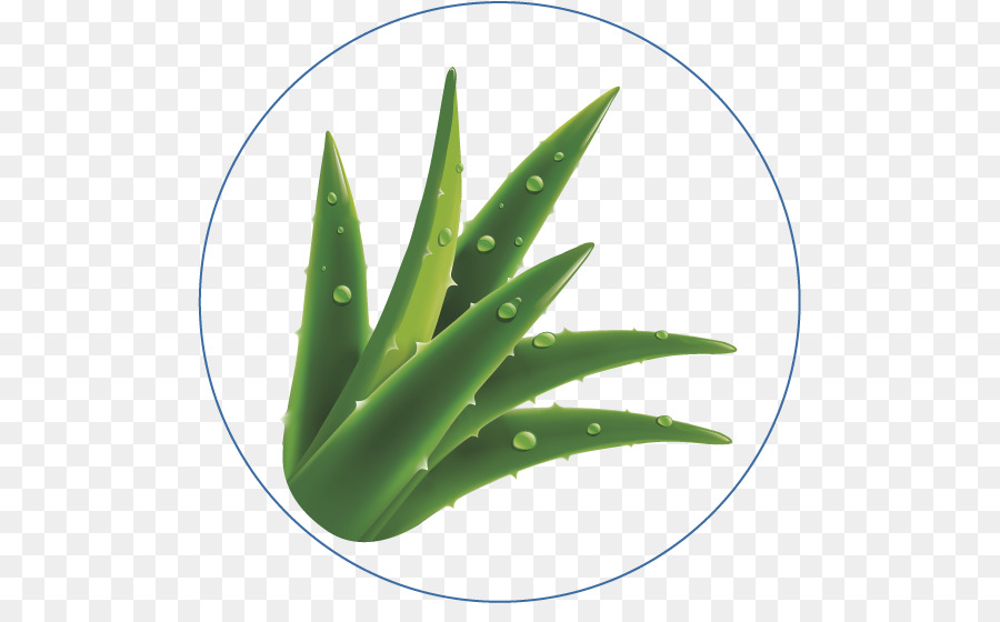 L Aloe Vera，L Absorption PNG