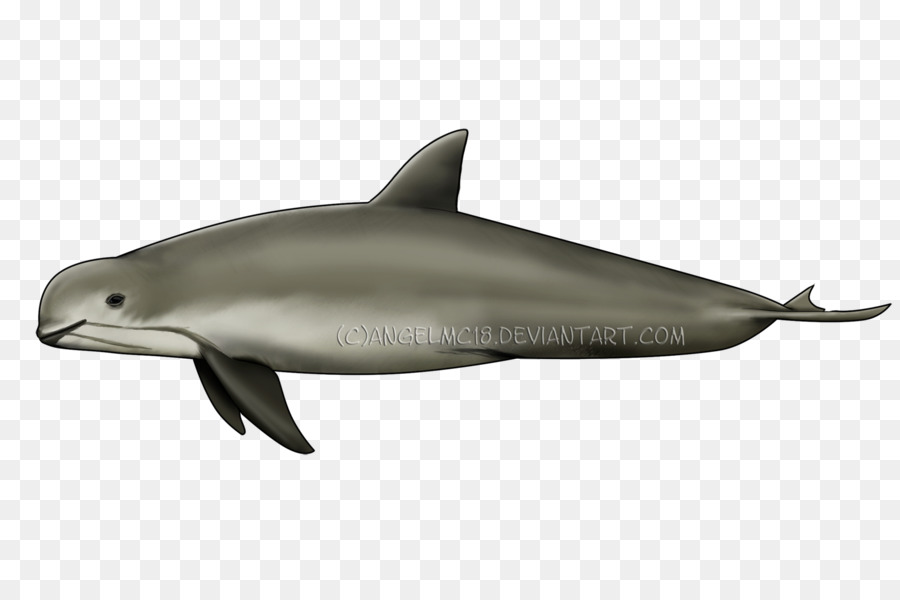 Spinner Dolphin，Dauphin Commun à Bits Abrégés PNG