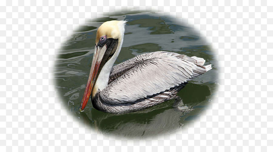 Pelican，Hall De Guilde De La Galerie PNG