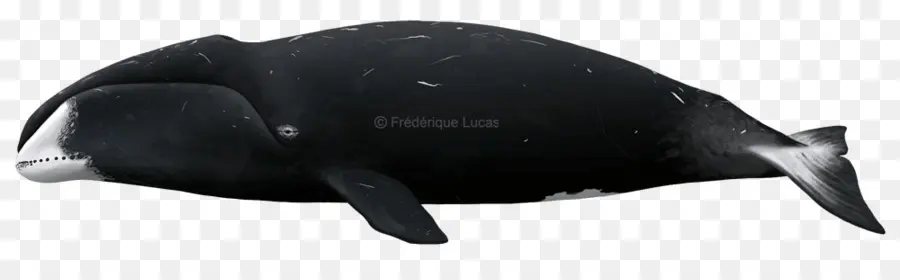 Baleine，Océan PNG