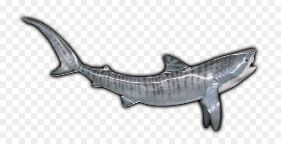 Requin Baleine，Océan PNG