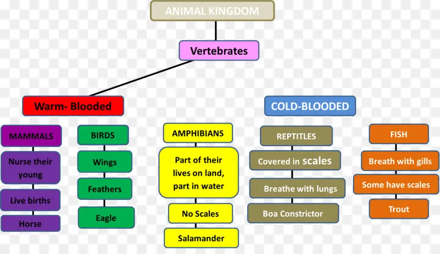 Tableau Du Règne Animal，Biologie PNG