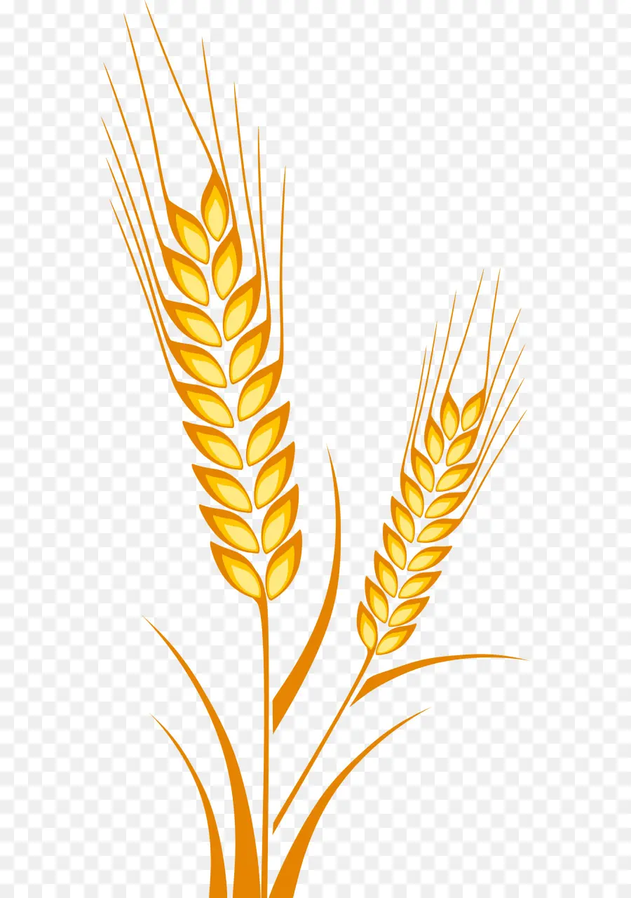 Blé，Grain PNG