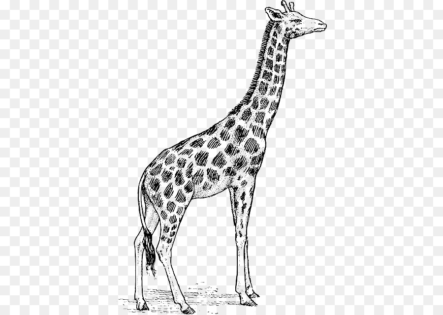 Dessin De Girafe，Animal PNG