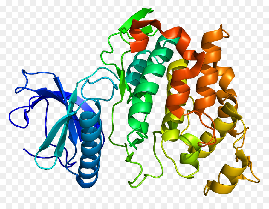 Structure Des Protéines，Molécule PNG