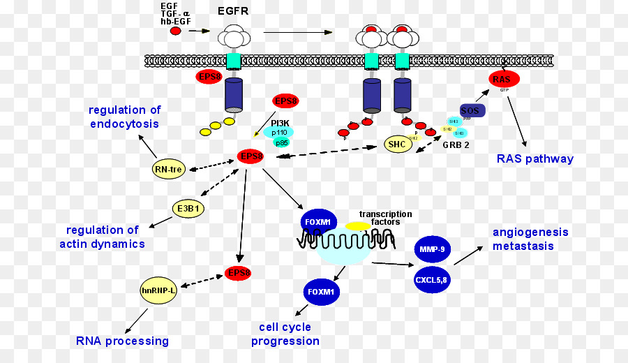 Facteur De Croissance épidermique，Kinase PNG