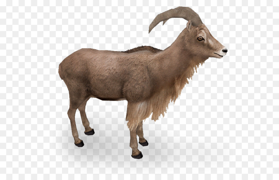 Mouton Barbare，Chèvre PNG