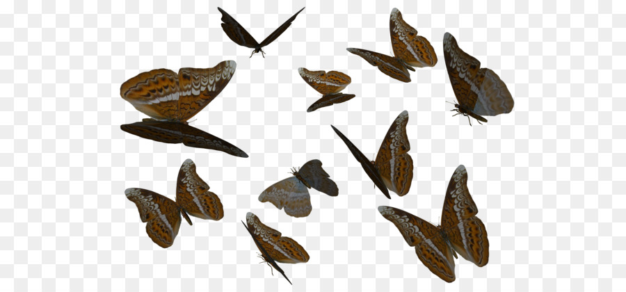 Papillon，Birdwing PNG