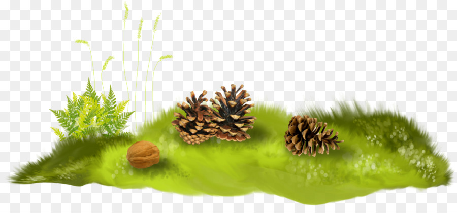 Pommes De Pin，Herbe PNG