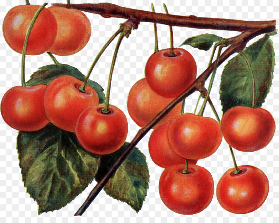 Tomate，Cerise PNG