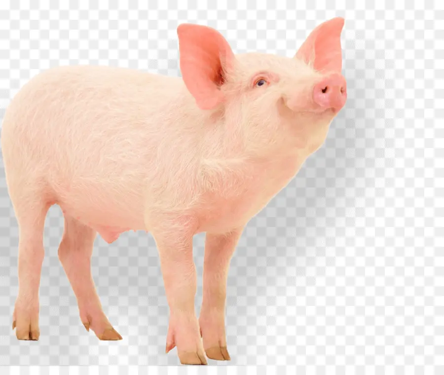 De Porcs Domestiques，Cochon PNG