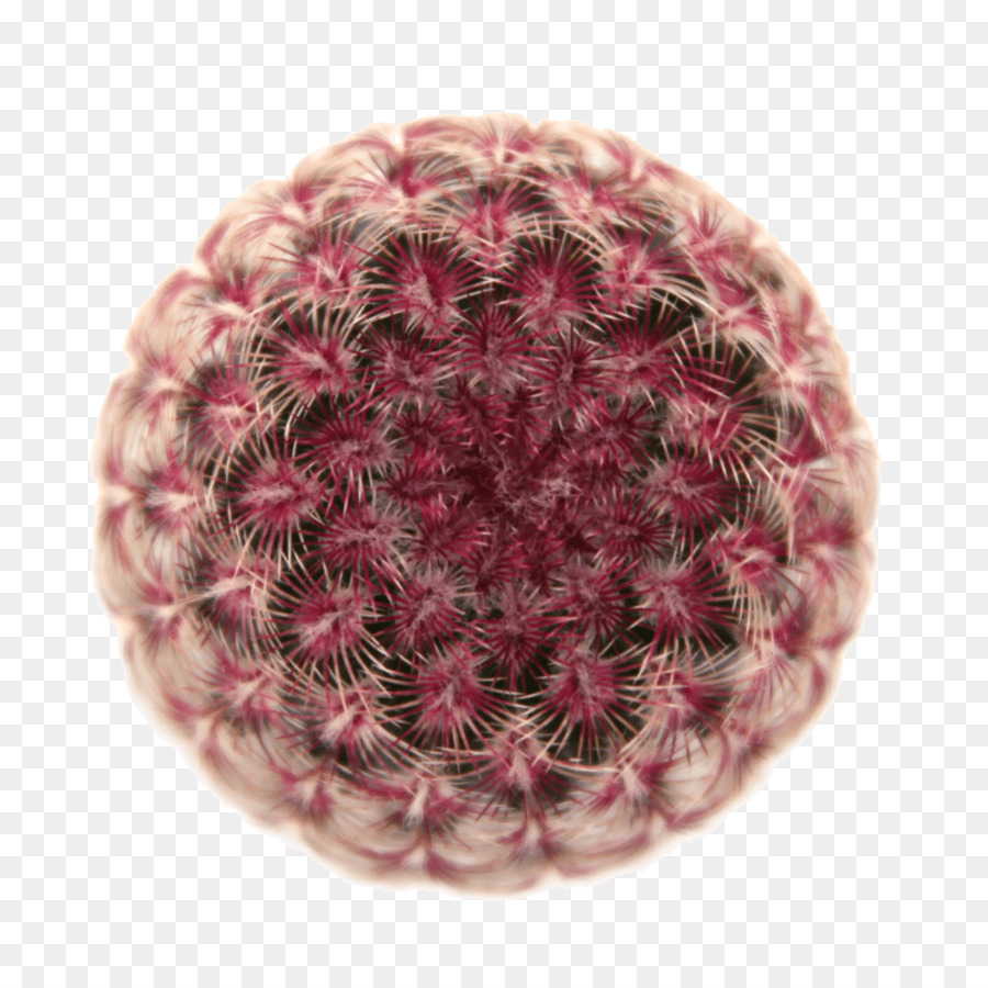 Cactus，Rond PNG