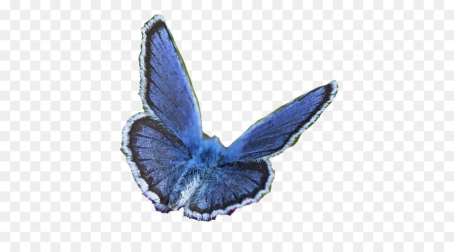 Papillon，Médias Numériques PNG