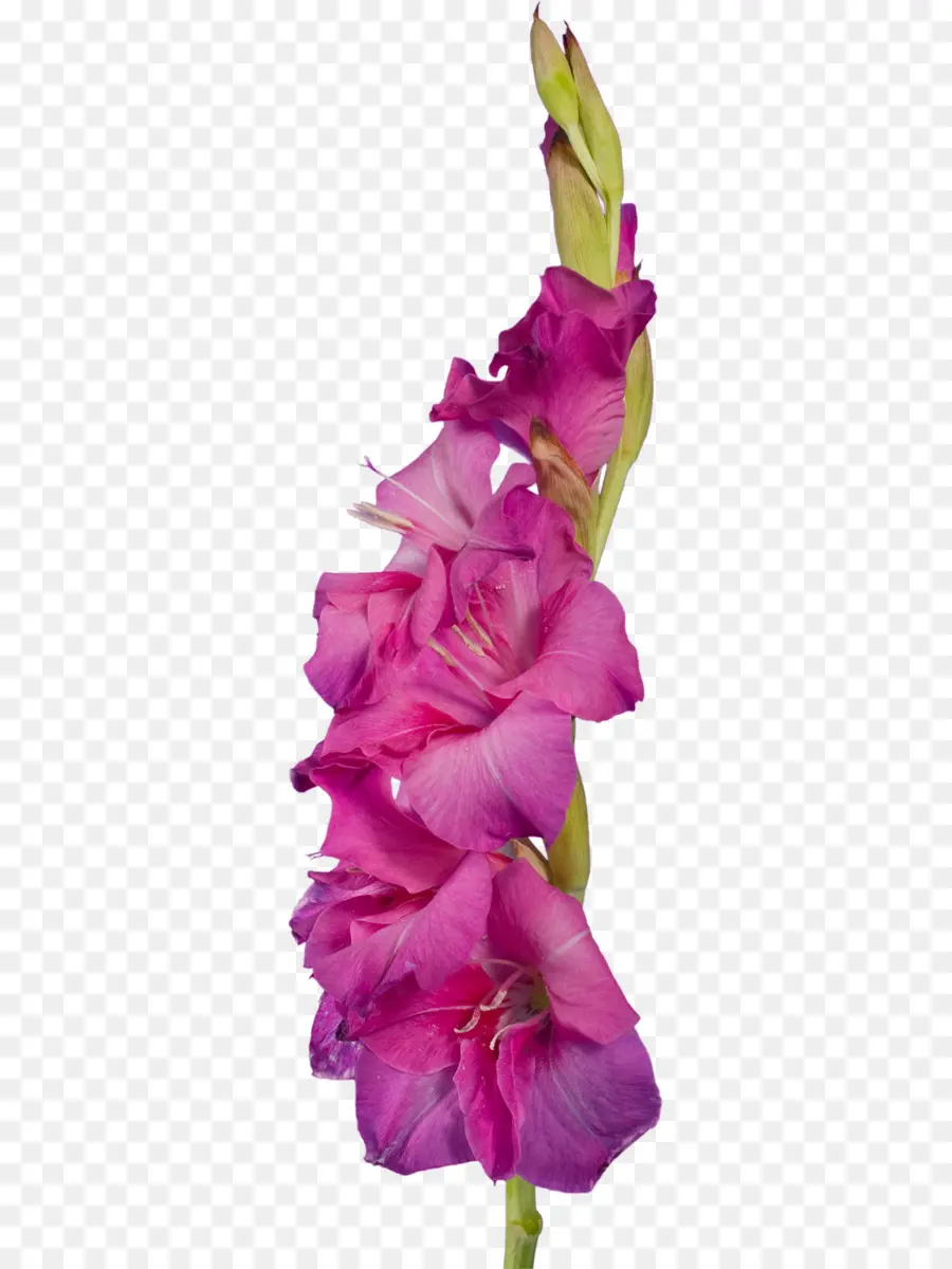 Glaïeul Rose，Floraison PNG