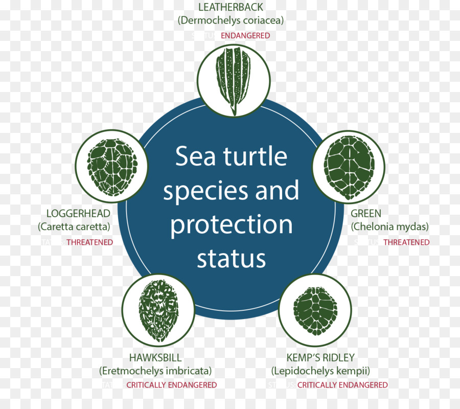 Tortue，Conservation De Tortue De Mer PNG