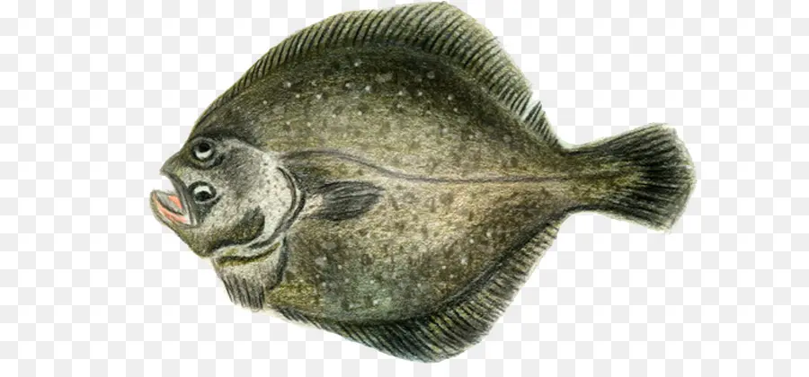 Poisson Mérou，Mer PNG