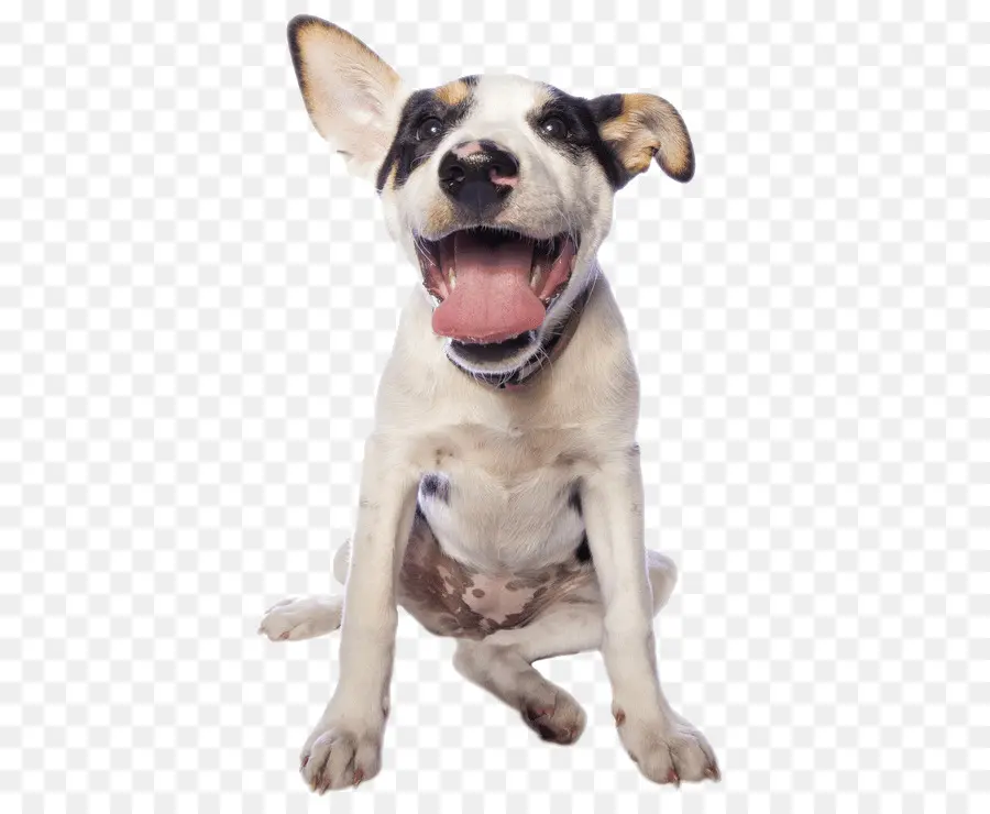 Chien，Chiot PNG