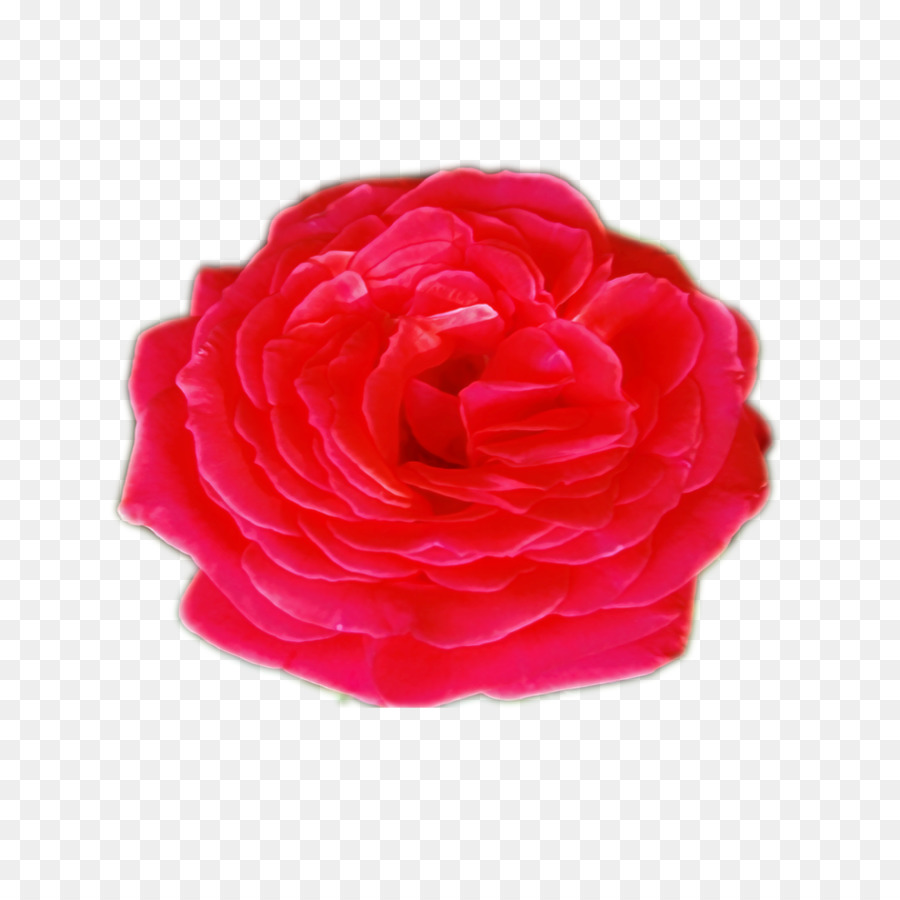 Les Roses De Jardin，Chou Rose PNG