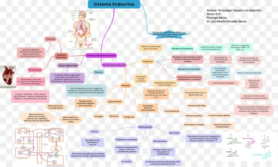 Schéma Du Système Endocrinien，Biologie PNG