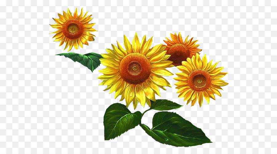 Tournesol Jaune，Feuilles Vertes PNG