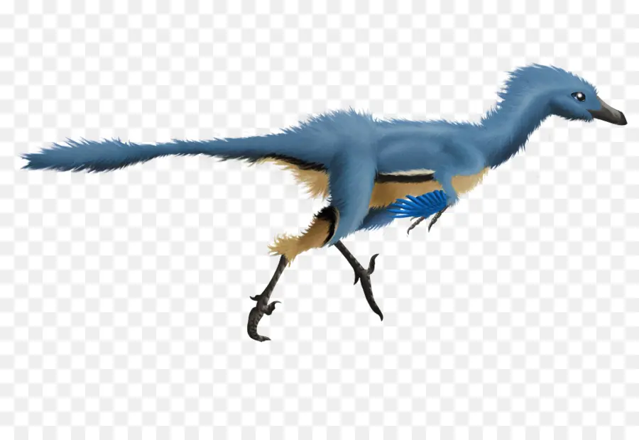 Troodon，Velociraptor PNG