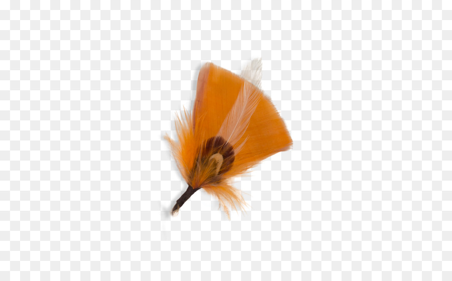 Les Insectes，Orange PNG