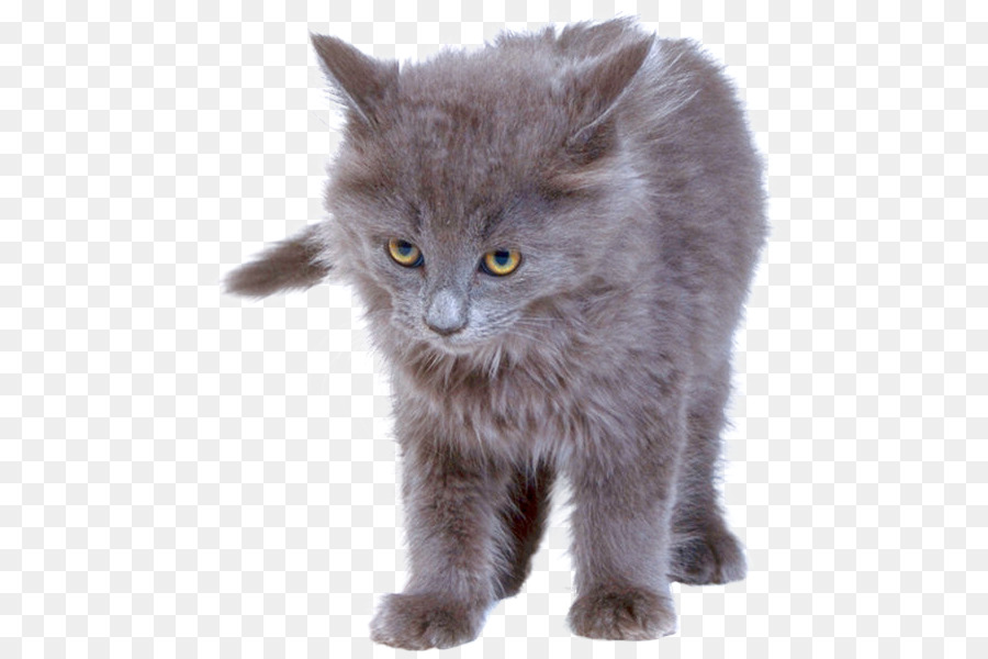 Chaton，British Poil Mi Long PNG