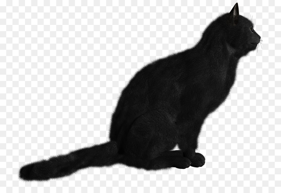 Chat Noir，Animal De Compagnie PNG