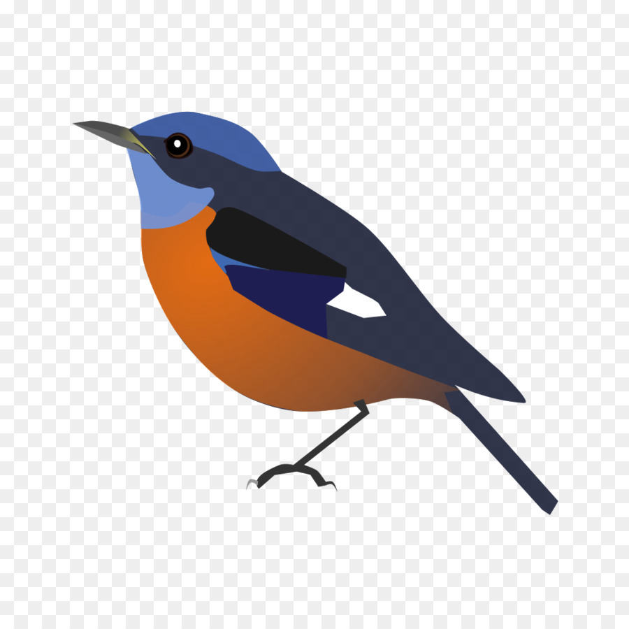 Petit Oiseau，Plumes PNG