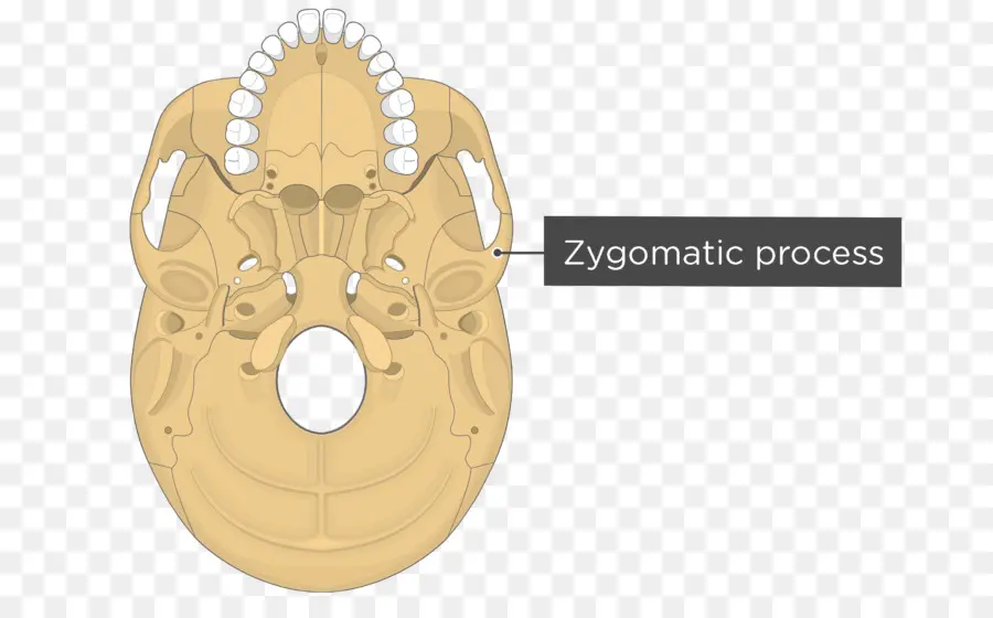 Processus Zygomatique，Crâne PNG