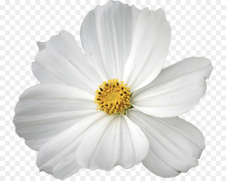 Marguerite Blanche，Marguerite PNG