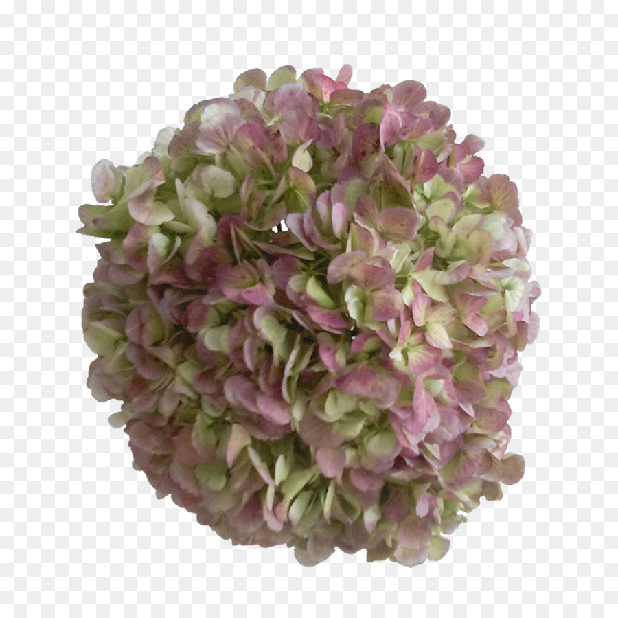 Hortensia，Lilas PNG