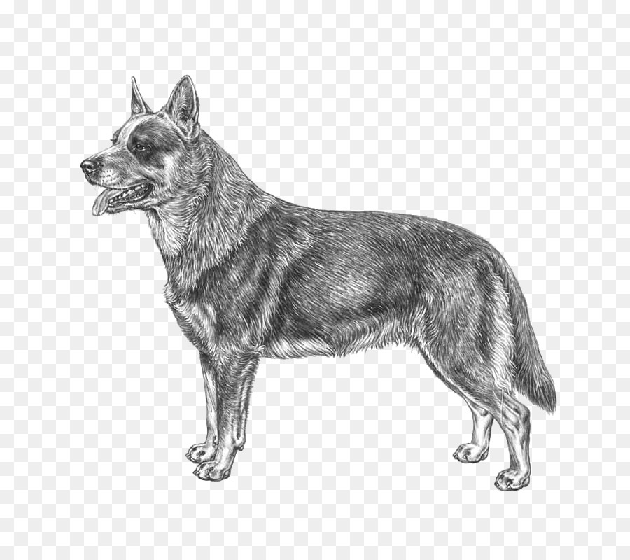 Chien，Animal De Compagnie PNG