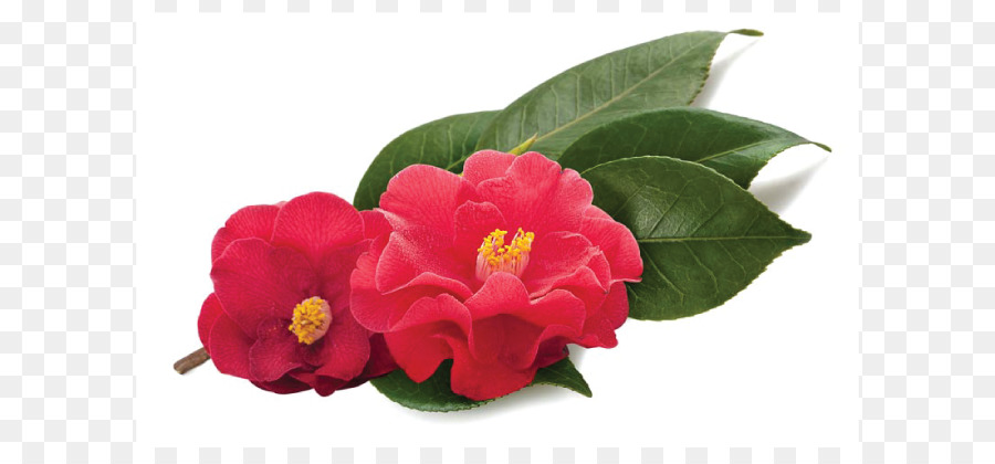 Fleurs Rouges，Feuilles PNG