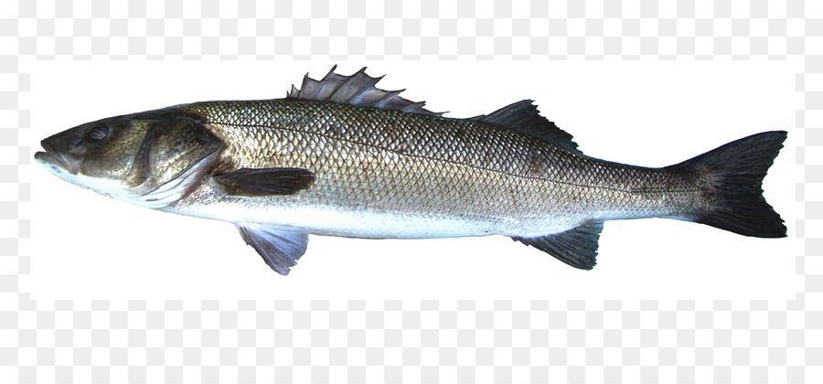 Poisson，Mer PNG