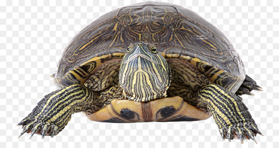 Tortue，Reptile PNG