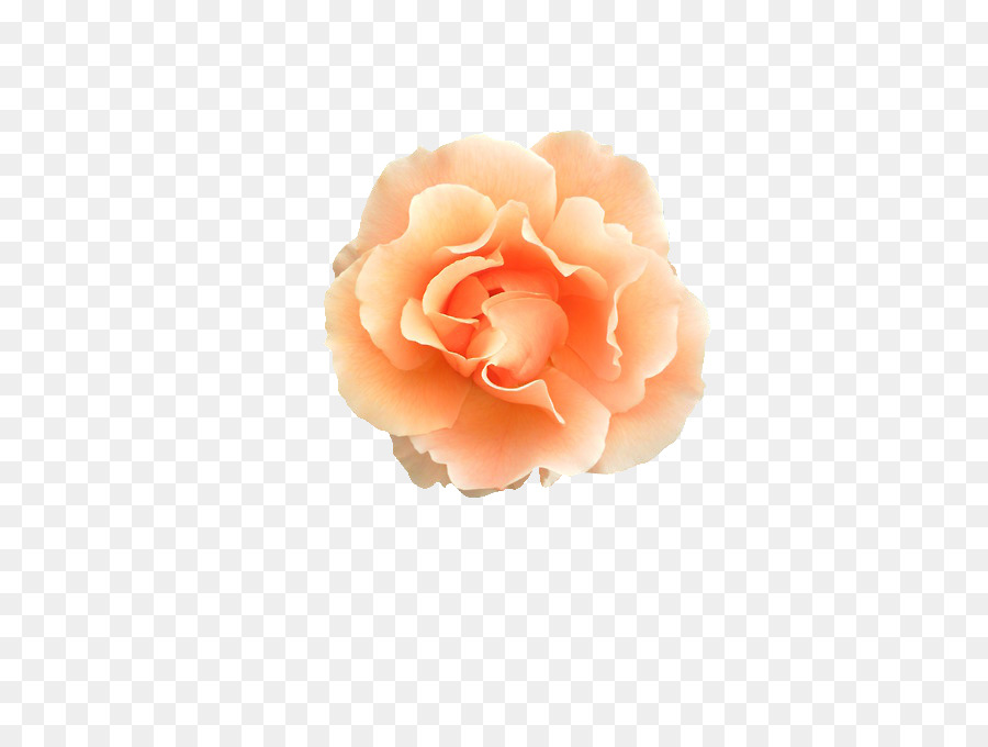 Roses De Jardin，Aldridge PNG