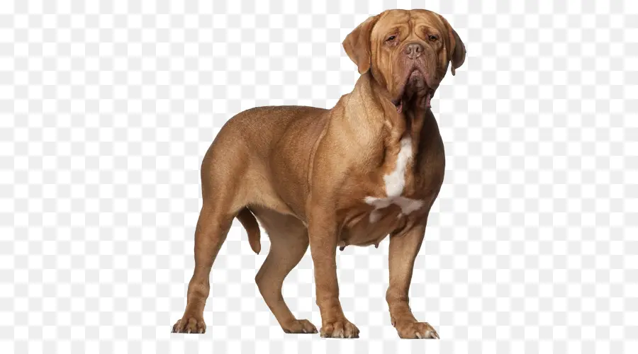 Dogue De Bordeaux，Tosa PNG