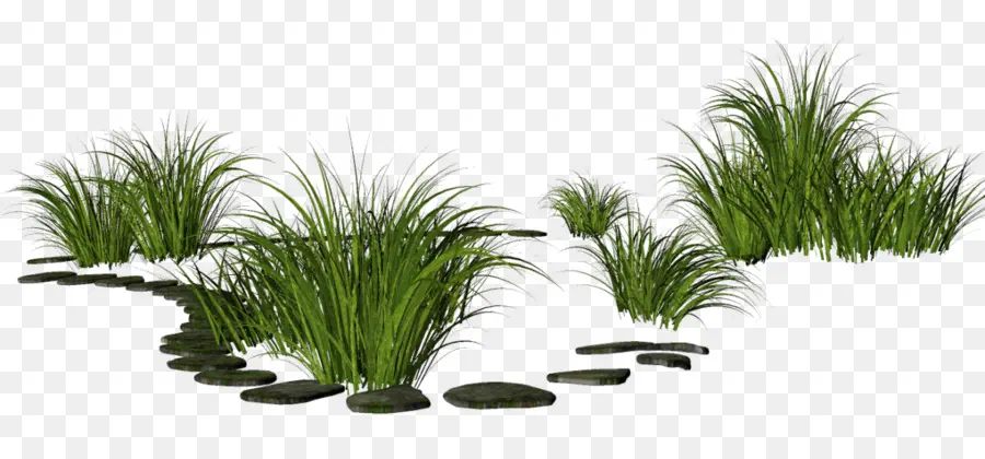 Herbe Et Pierres，Plantes PNG