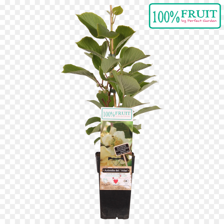 Les Kiwis，Actinidia Deliciosa PNG