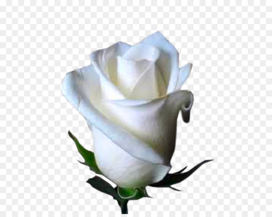 Rose Blanche，Floraison PNG