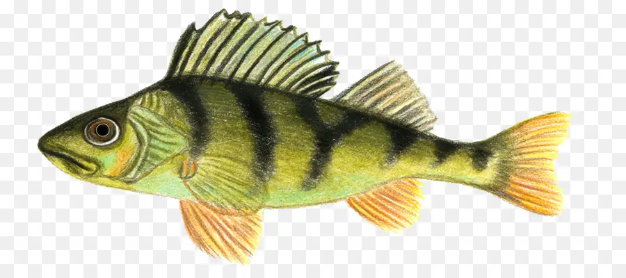 Poisson，Aquatique PNG