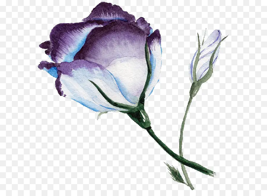 Rose Bleue，Peinture à L Aquarelle PNG
