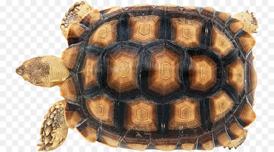 Tortue，Coquille PNG