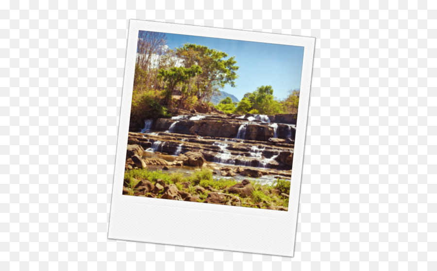 Cadres Photo，Arbre PNG