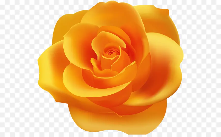 Rose Jaune，Floraison PNG