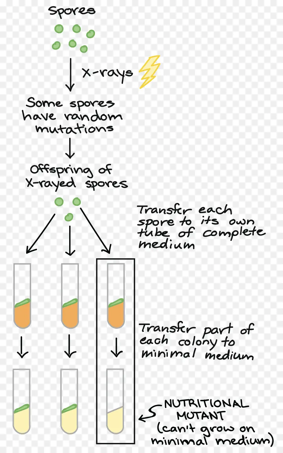 Un Geneone Enzyme Hypothèse，Gène PNG