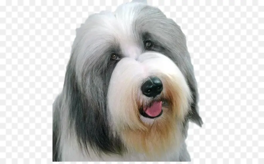 Colley Barbu，Chien PNG