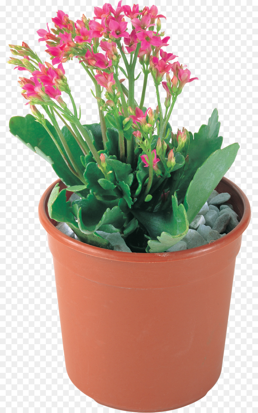 Pot De Fleur，Fleurs PNG